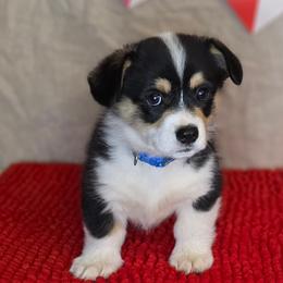 Blue collar - Black and tan male Pembroke Welsh Corgi puppy in Grass Valley, California from Triple M Ranch Corgi's