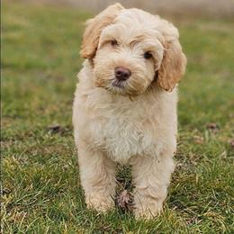 Cash - Caramel red male Australian Labradoodle puppy in Glenford, Ohio from Mi-De Doodles