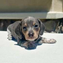 Spot - Black and tan female Dachshund puppy in Menifee, California from Dachshunds in SoCal