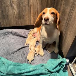 Apple Jack - Red and white male Beagle puppy in Viper, Kentucky from Mountain Top