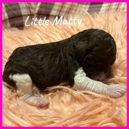 Girl 1 - Poodle puppy in Jackson, Kentucky from Ember’s Kennel of Poodles and Doodles