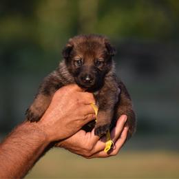 Yellow - Sable female German Shepherd puppy in Cherryville, North Carolina from Masky Kennel