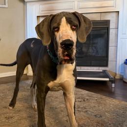 June - Harlequin female Great Dane puppy in Granbury, Texas from Anderson Blau’s Great Danes