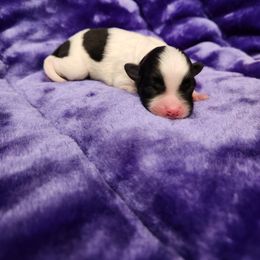 Girl 1 - Black and white female Shihpoo puppy in North Dinwiddie, Virginia from Pups Furever