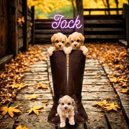 Jock - The Tough-Guy - Apricot male Maltipoo puppy in Bells, Texas from Partridge Doodles and Poodles