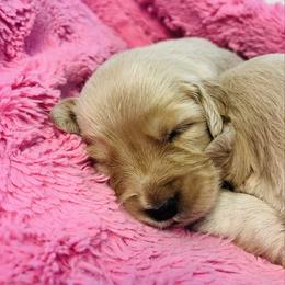 Maple - Golden female Golden Retriever puppy in Blackfoot, Idaho from Ivy’s Goldens