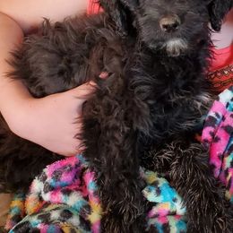 Aussiedoodle Puppies from Color Country Doodles