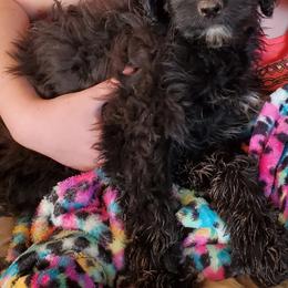 Aussiedoodle Puppies from Color Country Doodles