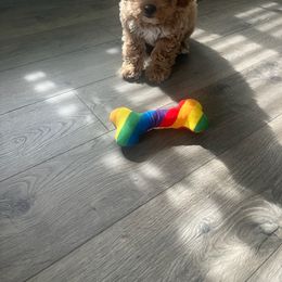 Cockapoo Puppies from Rosemary House