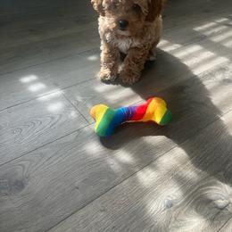 Cockapoo Puppies from Rosemary House