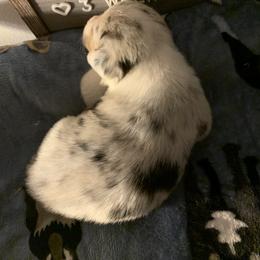 American Corgi Puppies from Mac-Kuz Kennels