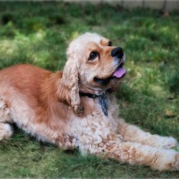 Oscar - Cocker Spaniel