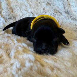 Yellow Collar Female - Black and white female Staffordshire Bull Terrier puppy in Princeton, Minnesota from Thor’s Beagles & Maha’s Staffy