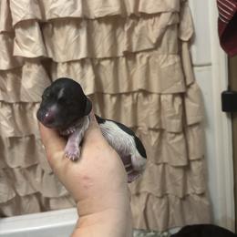 Black n white girl - Piebald female Dachshund puppy in Coeburn, Virginia from Southern Sweetheart Kennels
