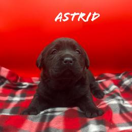 Astrid - Black female Labrador Retriever puppy in Texas from Raley Retrievers