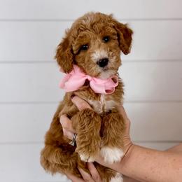 Caramel - Light Pink Collar - Red  female Goldendoodle puppy in The Woodlands, Texas from Golden Fields Doodles