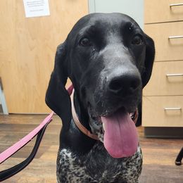 Lena - German Shorthaired Pointer