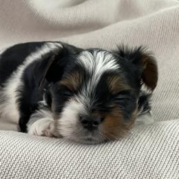 Biewer Terrier Puppies from Ocean Bright Biewer Terriers