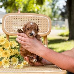 F1bb blue collar boy - Chocolate male Goldendoodle puppy in Spokane, Washington from Beloved_doodles_WA