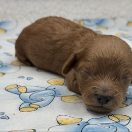 Sage - Red  male Goldendoodle puppy in Loveland, Colorado from Littledoodles2love