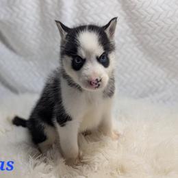 Atlas - Black and white male Siberian Husky puppy in Hebron, Kentucky from Glacier Run Huskies