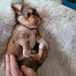 Boy 5 - Dachshund puppy in Homosassa, Florida from Foxies Doxies