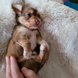 Boy 5 - Dachshund puppy in Homosassa, Florida from Foxies Doxies