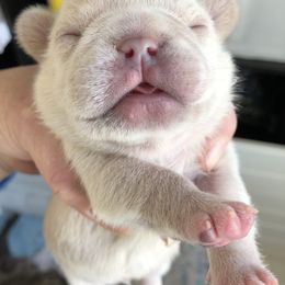 French Bulldog Puppies from Roughneck Frenchies