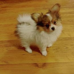 Boxer and Papillon Puppies from Tradition Boxers and Papillons