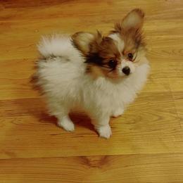 Boxer and Papillon Puppies from Tradition Boxers and Papillons