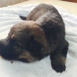 German Shepherd Puppies from Tatum Kennels