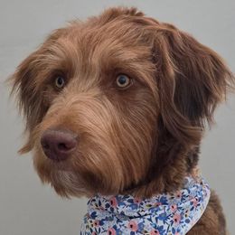 Sophia - Aussiedoodle