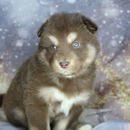 Hazelnut - Red and white female Alaskan Malamute puppy in Independence, Virginia from New River Valley Malamutes