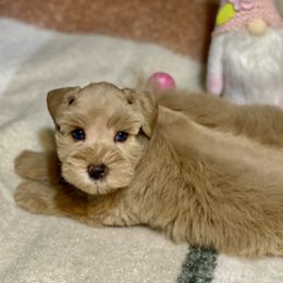 Red light green collar - Wheaten female Miniature Schnauzer puppy in Calhoun, Georgia from The BrickHouse Miniature Schnauzers