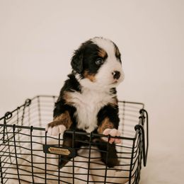Bernese Mountain Dog Puppies from Swiss Mountain Bernese