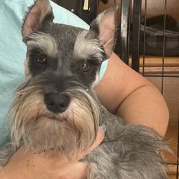 Ash - Miniature Schnauzer