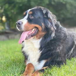 Opel - Bernese Mountain Dog