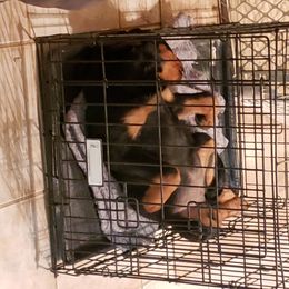 Rottweiler Puppies from Gottlïchen Rottweilers