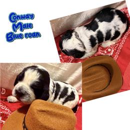 Conway - Black and white male English Springer Spaniel puppy in Madison, Indiana from McCollough's Pawsome Spaniels and Danny's Delightful Dachshunds