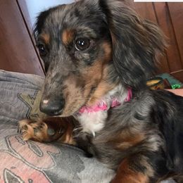 Dachshunds from Sweet T’s Southern Doxies