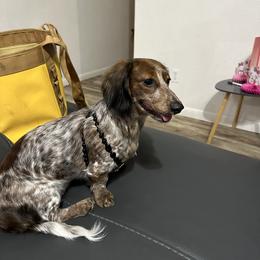 Lady - Dachshund