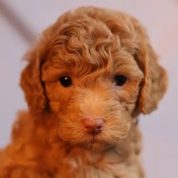 Blush - Apricot female Goldendoodle puppy in Forney, Texas from Diamond Doodle Pups and Poodles