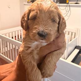Autumn - Brown and white female Sheepadoodle puppy in Amherst, Ohio from Barking doodles