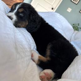 Bernedoodle Puppies from Buckingham's Bernedoodle Buddies