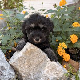 Jack - Black and silver male Miniature Schnauzer puppy in Silver Creek, Mississippi from Mamie’s Minis, LLC