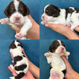 Venice - Brown and white male Cockapoo puppy in Yuciapa, California from AlltheDoodlez_