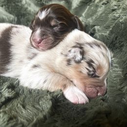 Australian Shepherd Puppies from Burdock Hill Australian Shepards