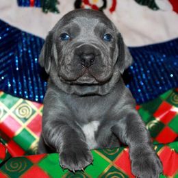 Weimaraner Puppies from Boonieland Kennels
