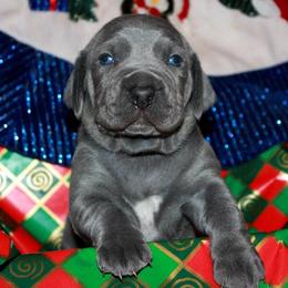 Weimaraner Puppies from Boonieland Kennels