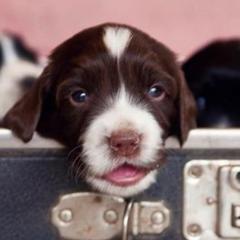 English Cocker Spaniel and English Springer Spaniel Puppies from PrairieRose Gundogs